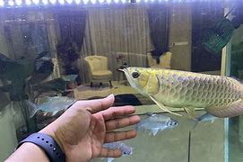 Mata Arowana Jatuh